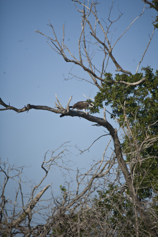 Osprey on Branch
