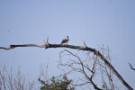 Osprey on Branch