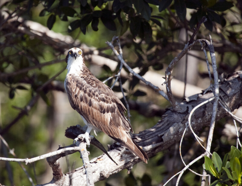 Osprey Perched on a Branch