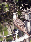 Osprey Standing on a Branch