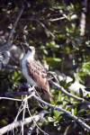 Osprey with Head Tilted