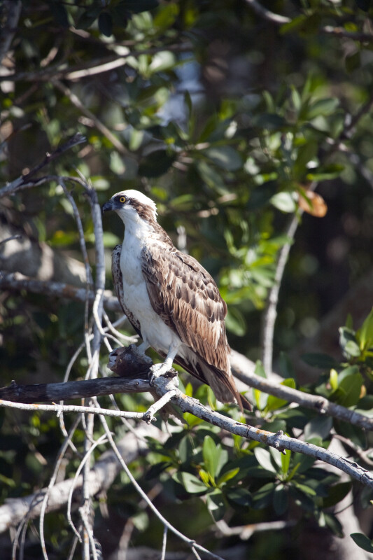 Osprey with Head Turned