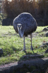 Ostrich and Moat