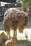 Ostrich Bending in Search of Food