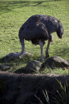 Ostrich Foraging