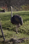 Ostrich in Grass