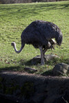 Ostrich Walking
