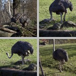 Ostriches photographs