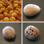 Other Fruits photographs