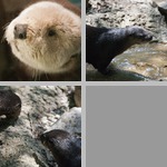 Otters photographs