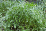 Overgrown Royal Fern at the Kanapaha Botanical Gardens