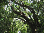 Overhanging Trees