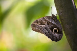 Owl Butterfly on a Tree