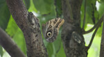 Owl Butterfly on the Branch of a Tree at the Artis Royal Zoo