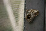 Owl Butterfly