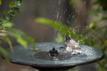 Owl Finch Bathing