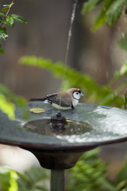 Owl Finch in Bird Bath