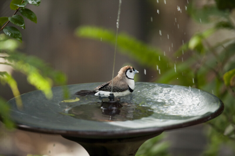 Owl Finch in Fountain