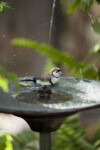 Owl Finch Shaking Tail Feathers