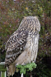 Owl with Head Turned