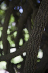 Oxera pulchella Branch