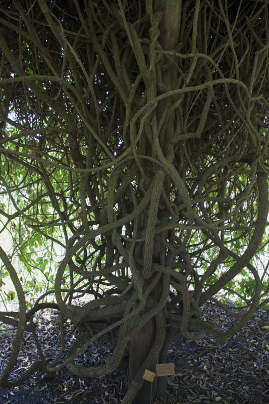 Oxera pulchella Branches