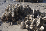 Oyster Shell Cluster on the Shoreline at Fort Matanzas