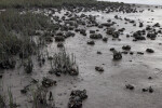 Oyster Shells Cemented Together