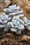 Pachyphytum oviferum