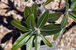 Pachypodium baronii var. baronii Leaves