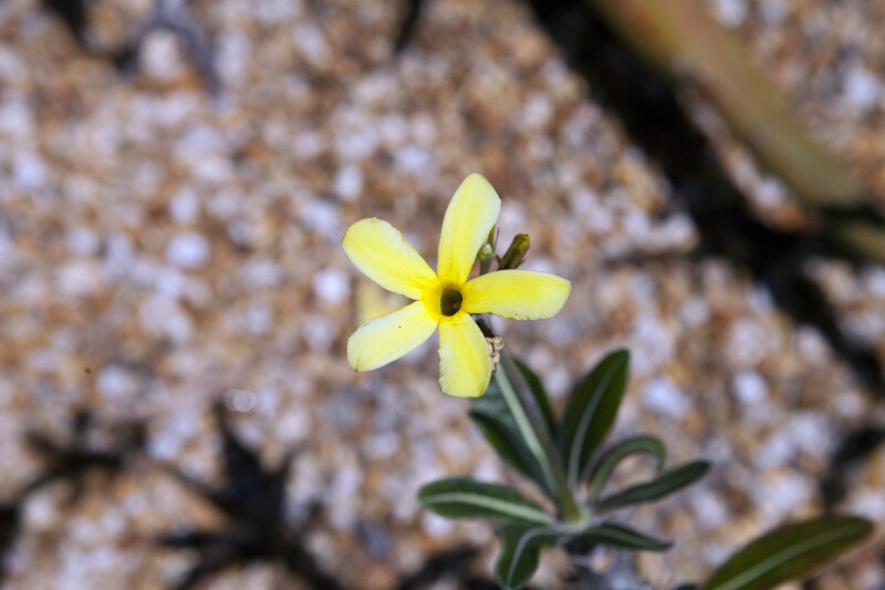 Pachypodium baronii var. baronii Yellow Flower