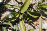 Pachypodium decaryi Leaves