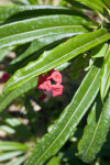 Pachypodium lamerei Flowers