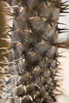 Pachypodium lamerei Spines