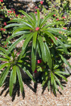 Pachypodium lamerei