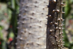 Pachypodium rutenbergianum Prickles