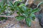 Pachypodium saundersii