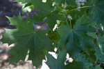 Pacific Sunset Maple Leaves Close-Up