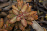 Padded Leaves of a Succulent Plant at the Rancho Los Alamitos Historic Ranch and Gardens