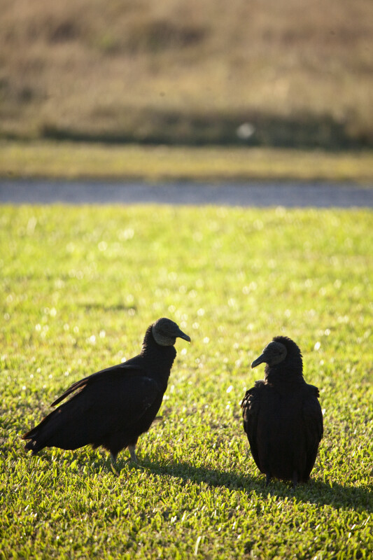 Pair of Black Vultures in the Grass