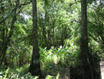 Pair of Cypress Trees