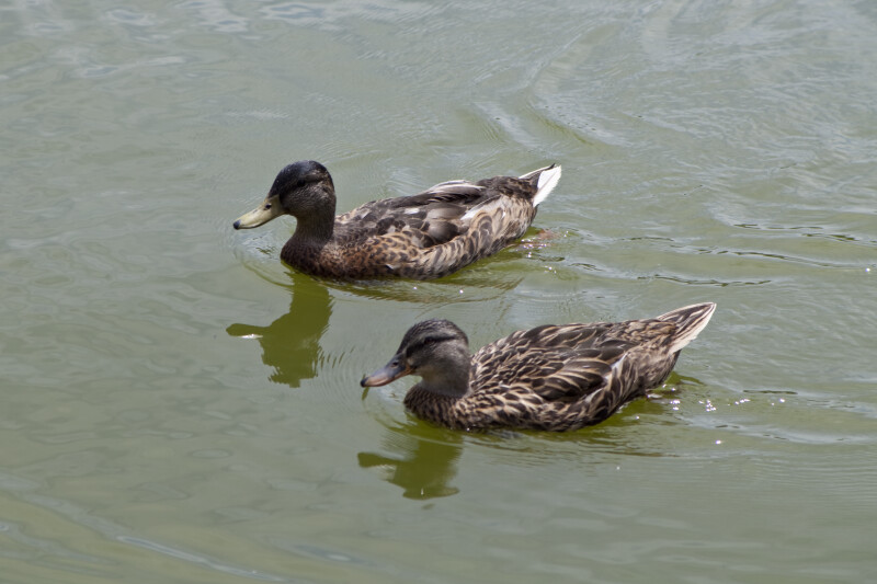 Pair of Ducks in Water