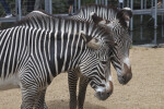 Pair of Grevy's Zebras Standing Close Together at the Artis Royal Zoo
