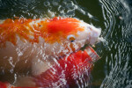 Pair of Koi Feeding