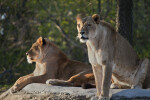 Pair of Lionesses