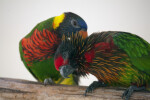 Pair of Lorikeets Grooming