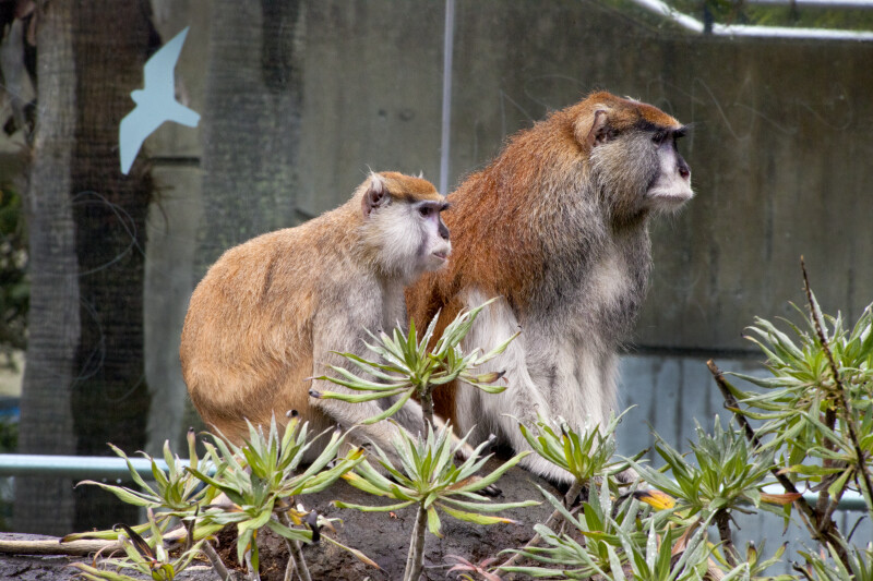 Pair of Patas Monkeys