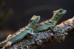 Pair of Plumed Basilisks