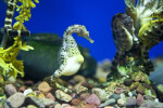 Pair of Potbelly Seahorses