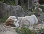 Pair of Scimitar Oryx Resting on the Ground at the Artis Royal Zoo